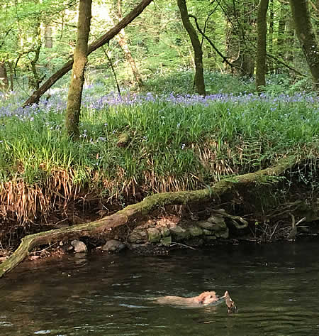 Our dog Millie swimming at Lydford Gorge (NT)