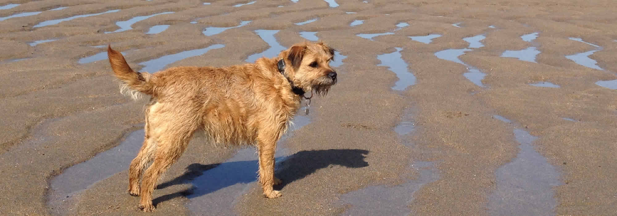 Millie, our dog, enjoying a run on Widemouth beach