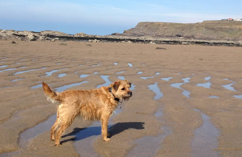 Millie out and about on the beach